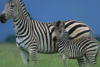 Baby Zebra Facts, Wallpapers, Info On Stripes & What It's Called