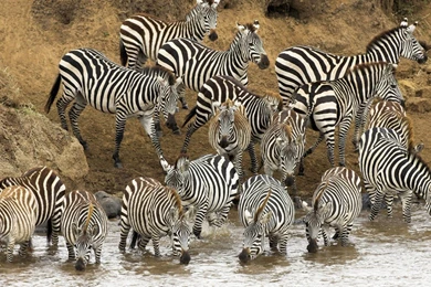 Wallpapers With A Group Of Zebras