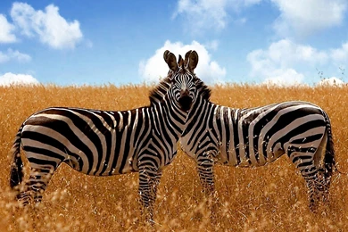 Savanna Zebra Wallpapers » WallDevil   Best Free HD Desktop And ...