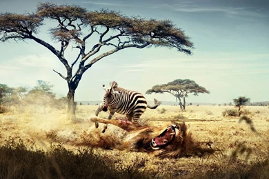 Fantasy Art, Lion, Zebras, Africa, Animals, Savannah Wallpapers HD