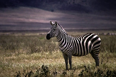 Nature Animals Zebras Wallpapers