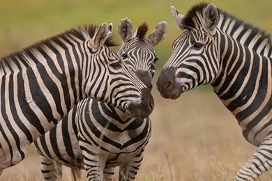 Beautiful Wallpapers Hd Tthree Zebras : Wallpapers13.com