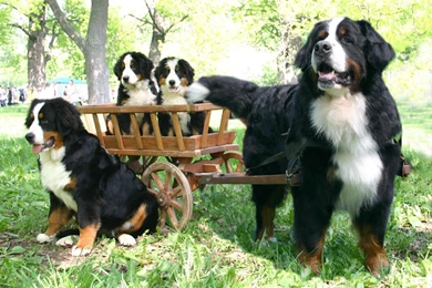 Bernese mountain dog puppies images wallpaper.jpg
