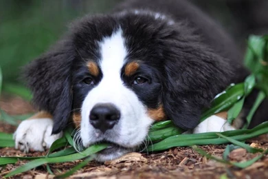 Lovely Bernese Mountain Dog Photo And Wallpaper. Beautiful Lovely ...