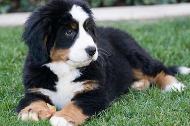 Free Wallpapers Bernese Mountain Dog