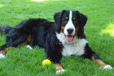 Bernese Mountain Dog Wallpapers HD Download