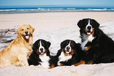 Bernese Mountain Dog Desktop Wallpaper Download.jpg