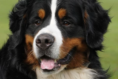 Picture Of Bernese Mountain Dog On Animal Picture Society