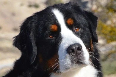 Bernese Mountain Dog Pictures   Desktop Backgrounds