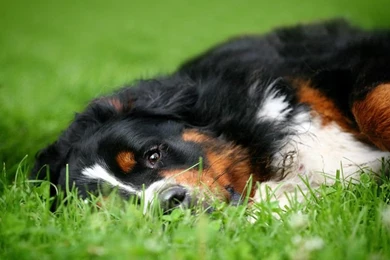 Bernese Mountain Dog By Ankaszklanka On DeviantArt