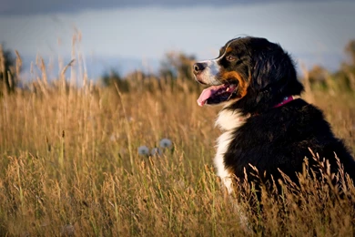 Bernese Mountain Dog At Sunset Field Images.jpg