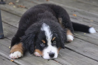 Adorable Bernese Mountain Dog Wallpaper Free Download.jpg