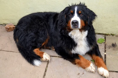 Sad Bernese Mountain Dog Waiting For Owner Wallpapers And Images ...