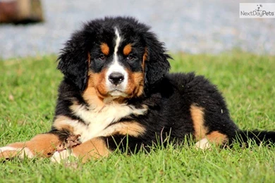 Pictures Of Bernese Mountain Dog Puppies   Wallpapers HD Base