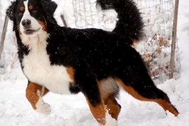 Bernese Mountain Dog Preparing For Run Wallpaper Free Download.jpg