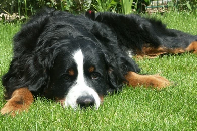 Sad Bernese Mountain Dog On The Grass Wallpapers And Images ...