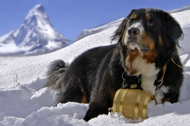 Bernese Mountain Dog Wallpapers   Animal Wallpapers