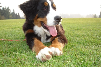 Funny Puppy Bernese Mountain Dog Wallpapers And Images ...