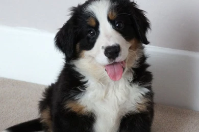 Bernese Mountain Dog Puppy Pictures   All Wallpapers New