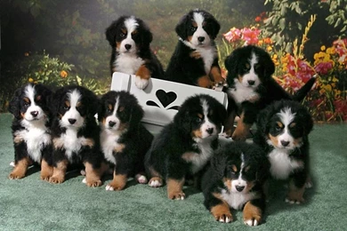 Cute Bernese Mountain Dog Puppies Wallpapers   Pets Gallery