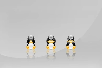 No Evils Penguins   Flikie Wallpapers
