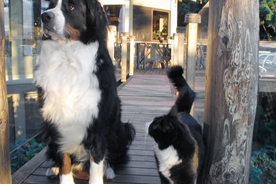 Bernese Mountain Dog And Cat Photo And Wallpaper. Beautiful ...
