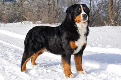 Bernese Mountain Dog Puppy Pictures   All Wallpapers New