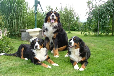 Bernese mountain dogs, grass, garden, water well 142369.jpg