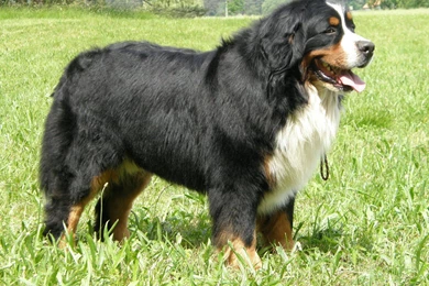 Bernese Mountain Dog   SpockTheDog.com