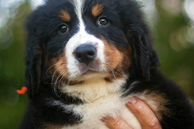 Portrait Of A Beautiful Bernese Mountain Dog Puppy Wallpapers And ...