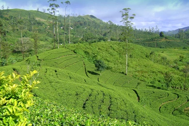 Desktop Wallpaper, Lush Tea Bushes In Sri Lanka