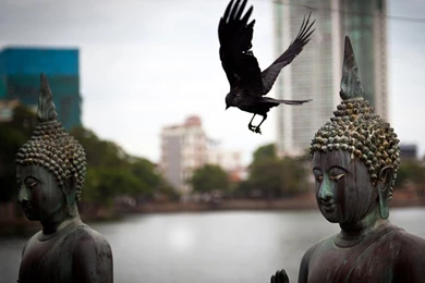 Buddha Picture – Sri Lanka Wallpapers   National Geographic Photo ...