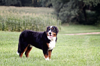 Bernese Mountain Dog Posing In The Field Wallpapers And Images ...