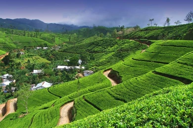 Welcome To Holiday Sri Lanka Tours,Sri Lanka Vacations,Sri Lanka ...