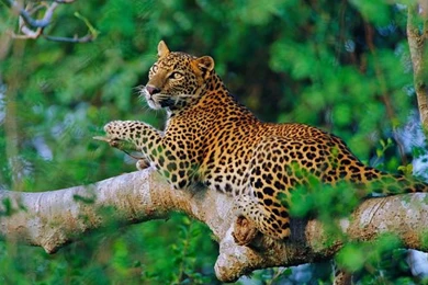 Wallpapers Sri Lanka Leopard Lankan 2560x1600