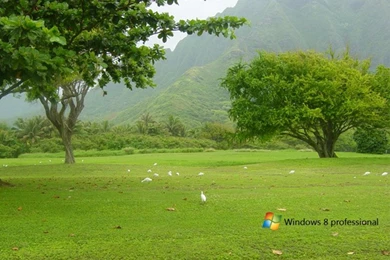 Windows 8 HD Wallpaper.png