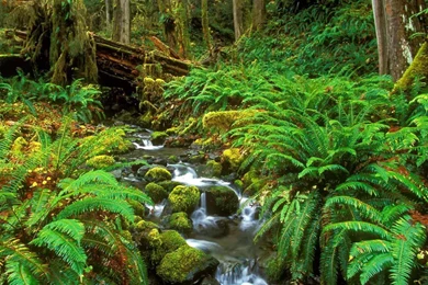 Sinharaja Forest Sri Lanka   (