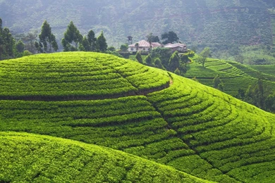 Landscape, Hill, Field, Terraced Field, Sri Lanka Wallpapers HD