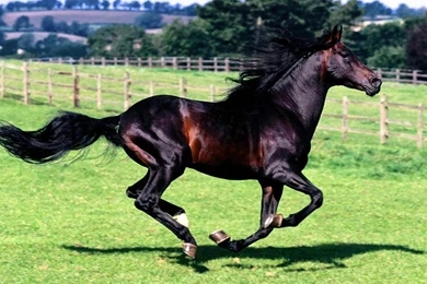 Horse Wallpapers And Backgrounds   Animals Town