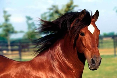 Thoroughbred Horse Wallpapers