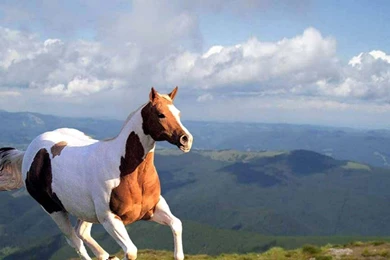 Horses High Definition Wallpapers.