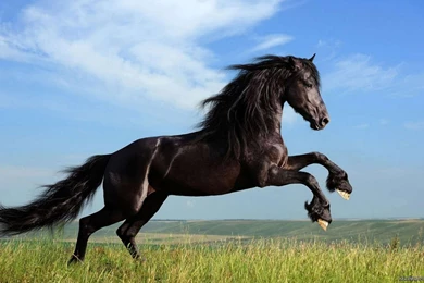 Free black horse wallpapers.jpg