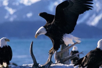 Eagles Wallpapers Phone