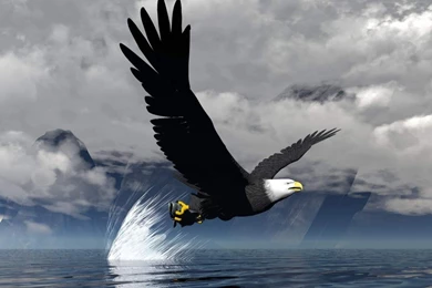 Golden Eagle Wallpapers