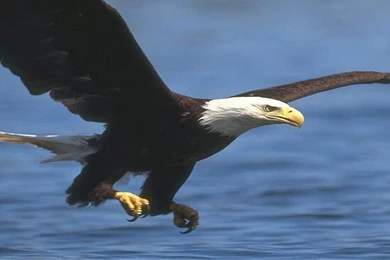 Amazing Wallpapers Of Eagle