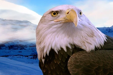 Golden Eagles Pictures & Photos