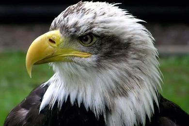 Eagle Wallpapers   Beautiful Eagle Birds Wallpapers Gallery