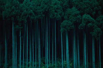 Teal Green Wallpapers   Wallpapers High Definition