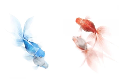 1600x900 Red Blue Goldfish Wallpapers