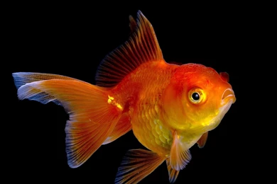 Pictures > Goldfish Wallpapers For Walls